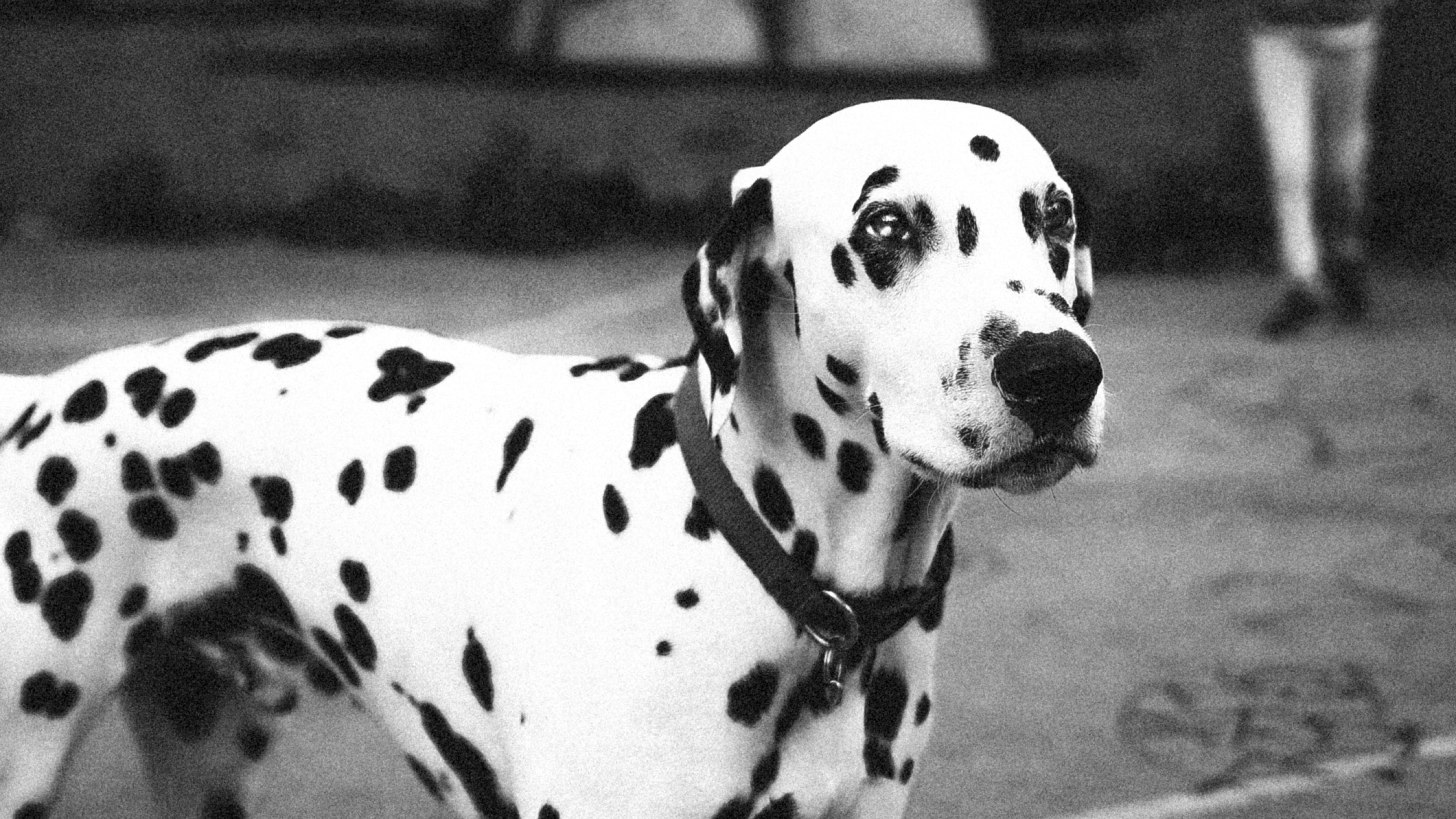 Den datadrivna succén bakom Puppos hundkampanj