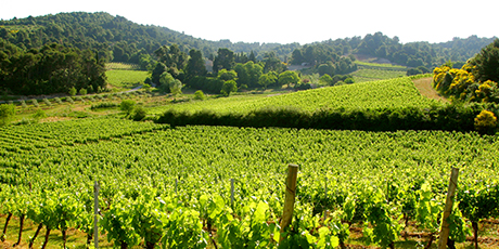 languedoc-hett-torrt-bubblande-och-pa-gang