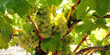 chardonnays-manga-ansikten